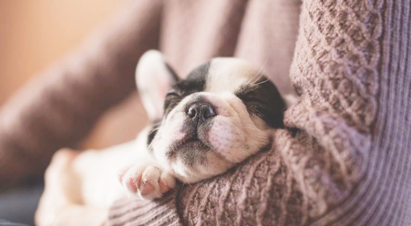 İnsan sevgisi köpeklerin genlerinde var