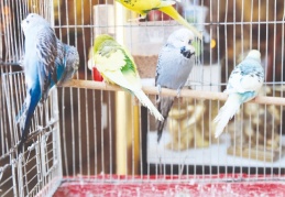 İnsanları uyardığı düşünülen muhabbet kuşlarına talep arttı