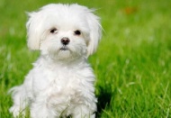 İnsanların, 'yavru köpekleri' neden bu kadar çok sevdiği bilimsel olarak açıklandı