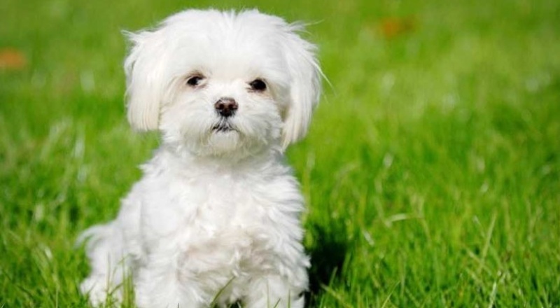 İnsanların, 'yavru köpekleri' neden bu kadar çok sevdiği bilimsel olarak açıklandı