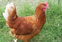 İnternetten "hayvan alınır" ilanına kanıp 300 tavuğunu kaybetti