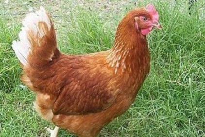 İnternetten "hayvan alınır" ilanına kanıp 300 tavuğunu kaybetti