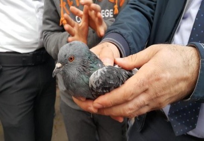 İpe dolanan güvercini itfaiye ekipleri kurtardı