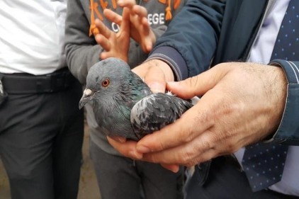 İpe dolanan güvercini itfaiye ekipleri kurtardı