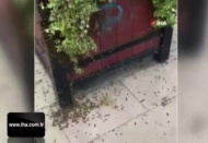 İrlanda'da arılar paniğe neden oldu