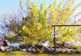 İş yerinin ortasındaki dut ağacı