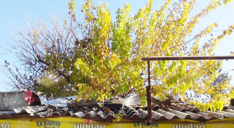 İş yerinin ortasındaki dut ağacı