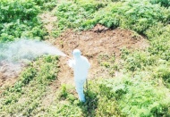 Isınan havalarda çıkan haşerelere karşı uzmanı uyardı