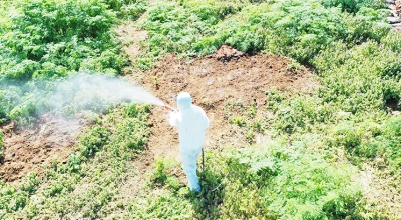 Isınan havalarda çıkan haşerelere karşı uzmanı uyardı