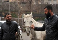 İşkence yapılan at koruma altına alındı