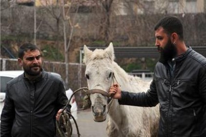 İşkence yapılan at koruma altına alındı 