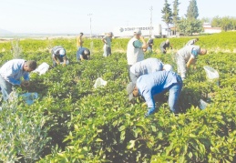 İslahiye Belediyesi, kendi ürettiği organik ürünleri kullanıyor