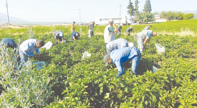 İslahiye Belediyesi, kendi ürettiği organik ürünleri kullanıyor
