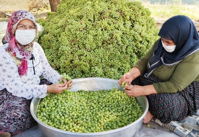 İslahiye, şimdi de koruk ekşisi ile adını duyurmaya başladı