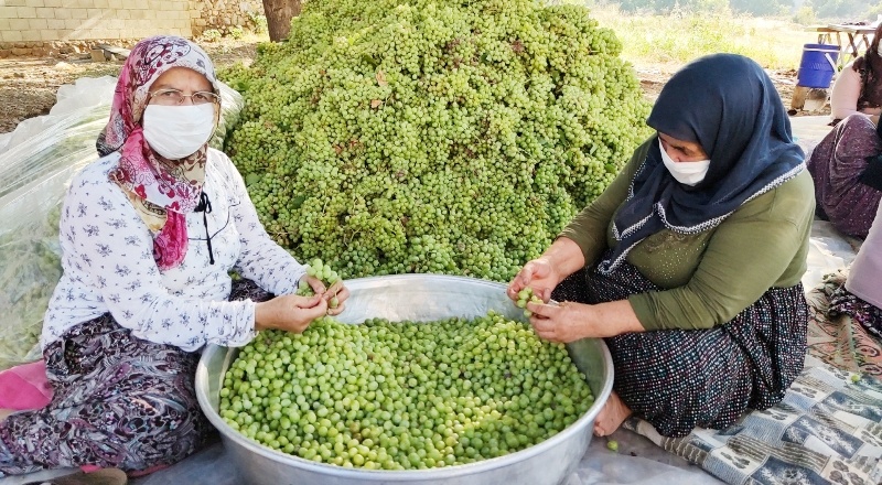 İslahiye, şimdi de koruk ekşisi ile adını duyurmaya başladı