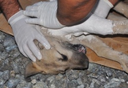 İslahiye'de arabanın çarptığı 4 aylık köpeği ortopedi çalışanı tedavi etti