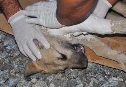 İslahiye'de arabanın çarptığı 4 aylık köpeği ortopedi çalışanı tedavi etti