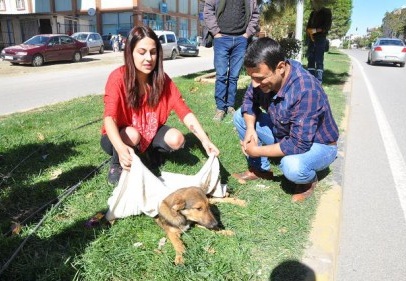 İslahiye’de bir aracın çarptığı köpek yaralandı