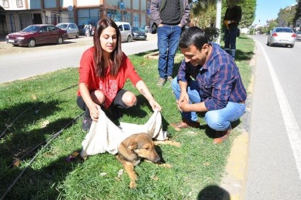 İslahiye&#8217;de bir aracın çarptığı köpek yaralandı