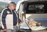 İslahiye’de bir köpek domdom kurşunu ile vuruldu