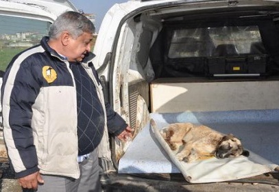 İslahiye’de bir köpek domdom kurşunu ile vuruldu