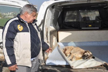 İslahiye&#8217;de bir köpek domdom kurşunu ile vuruldu