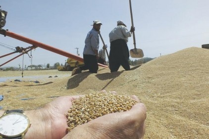 İslahiye&#8217;de buğday ve arpa hasadına başlandı