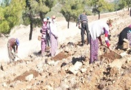 İslahiye'de fıstık çamı üretimine başlandı