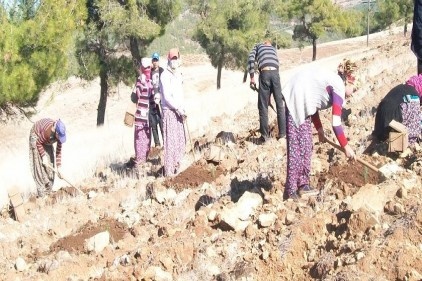 İslahiye&#039;de fıstık çamı üretimine başlandı