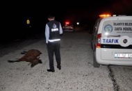 İslahiye’de kamyonun çarptığı at telef oldu