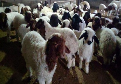 İslahiye’de telef olan bir kuzuda veba tespit edildi