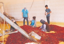 İslahiye’nin kırmızı biberi ihraç ediliyor