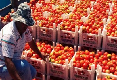 İsrailli üreticiler, Türkiye’den  domates ithalatına karşı çıktı