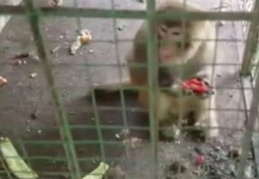 İstanbul’dan kurtarılan maymunlar Gaziantep’te