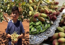 İşte ilk mahsul…