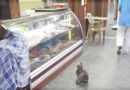 İşte tam da ciğere bakmak budur!