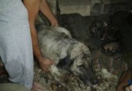 İtfaiye ekipleri, yavru köpekleri boğulmaktan kurtardı 