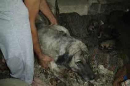 İtfaiye ekipleri, yavru köpekleri boğulmaktan kurtardı 
