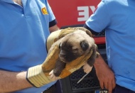 İtfaiye, yavru köpek için seferber oldu