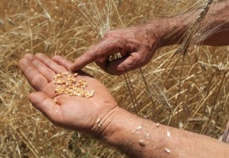 İthal buğdayın fiyatı çiftçiye ödenenin üç katı