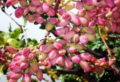 İthalat serbest bırakılsın ambarcılara ders verilsin