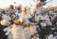 İyi pamuk Uygulamaları Derneği kuruldu