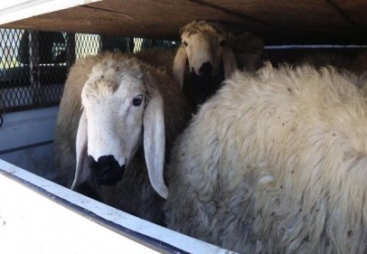 İzinsiz hayvan nakline ceza 