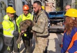 İzmir ekipleri deprem bölgesinde 126 köpek, 101 kedi kurtardı