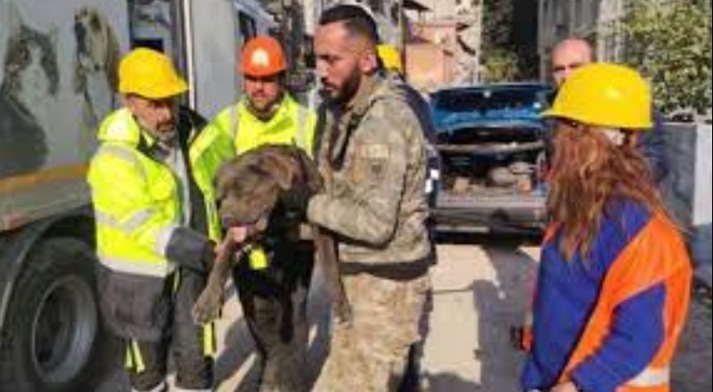 İzmir ekipleri deprem bölgesinde 126 köpek, 101 kedi kurtardı
