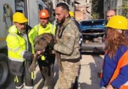 İzmir ekipleri deprem bölgesinde 126 köpek, 101 kedi kurtardı