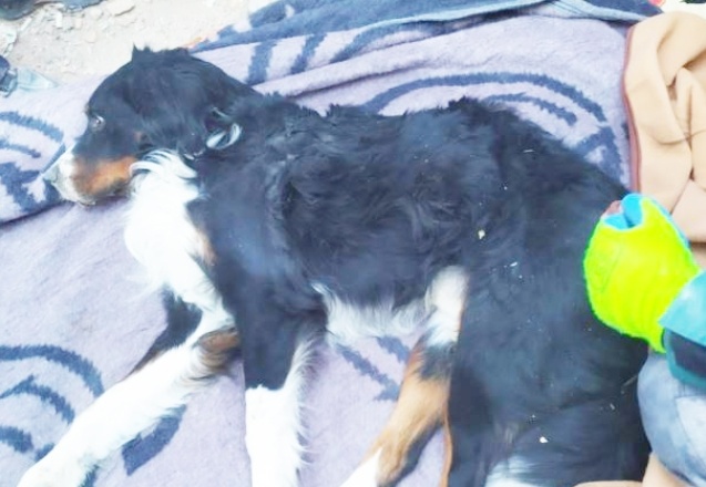 İzmir’de enkaz altından 65 saat sonra bir köpek sağ olarak çıkartıldı