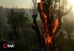 İzmir'de orman yangınında zeytin ağaçları kül oldu