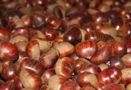 İzmirin Ödemiş ilçesinde 2 bin ton kestane ihraç edildi 