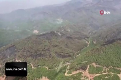 İzmir&#039;in ormanlarında yürekleri sızlatan acı bilanço